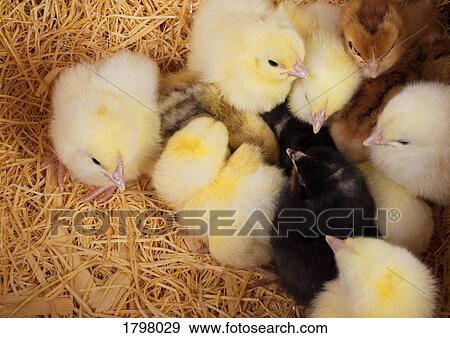 Stock Photo - Baby chickens. Fotosearch