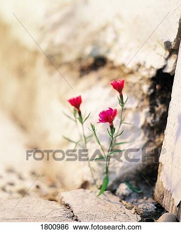 Stock Photograph - Beating the odds. Fotosearch