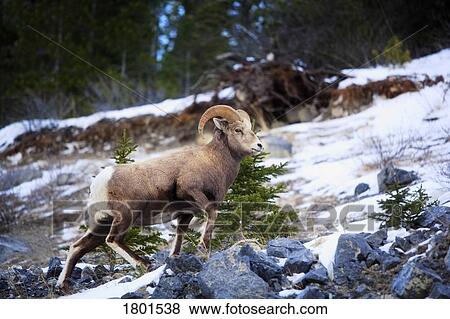 Stock Photo - Bighorn sheep climbing snowy rocky hill. Fotosearch