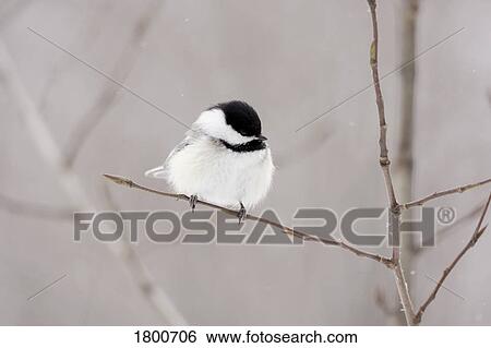 Bird on a branch View Large Photo Image Stock Photograph - Bird on a branch. Fotosearch