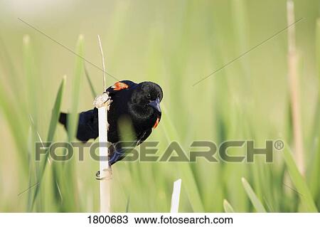 Stock Image - Bird perched on twig. Fotosearch