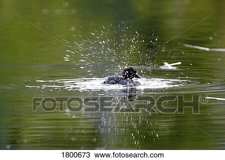 Stock Image - Bird splashing in water. Fotosearch