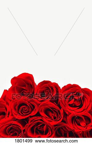 Stock Photo - Bouquet of red roses. Fotosearch