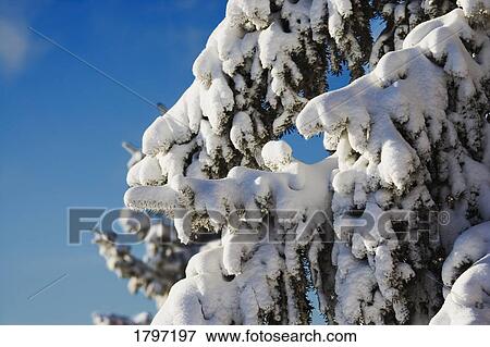 Stock Photo - Branches with fresh snow. Fotosearch