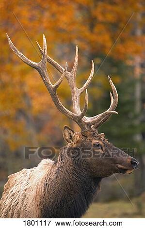 Bull Elk, Jasper National Park, Alberta, Canada View Large Photo Image Stock Photo - Bull Elk, Jasper National Park, Alberta, Canada . Fotosearch
