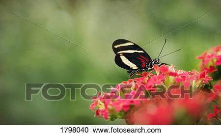 Stock Image - Butterfly pollinating a flower. Fotosearch
