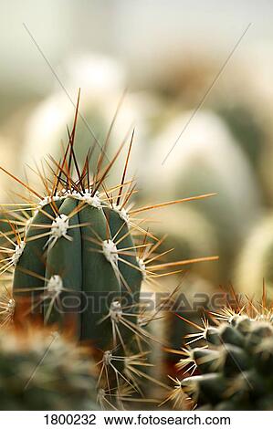 Stock Image - Cactus plant. Fotosearch