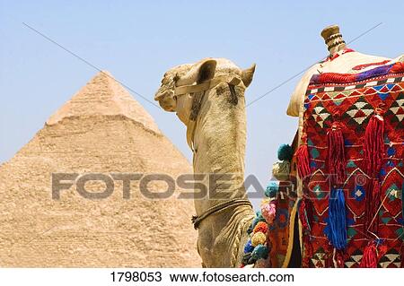 Camel in front of a pyramid in Cairo, Egypt View Large Photo Image Stock Image - Camel in front of a pyramid in Cairo, Egypt. Fotosearch