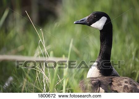 Stock Image - Canada Goose. Fotosearch