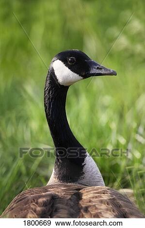 Stock Photo - Canada goose. Fotosearch
