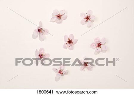 Cherry Blossoms On Pink Background View Large Photo Image Stock Image - Cherry Blossoms On Pink Background . Fotosearch
