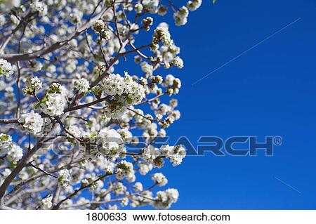 Cherry blossoms View Large Photo Image Stock Image - Cherry blossoms. Fotosearch