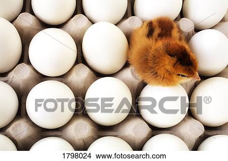 Chick in an egg carton View Large Photo Image Picture - Chick in an egg carton. Fotosearch