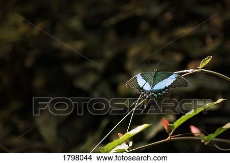 Picture - Close-up of a butterfly. Fotosearch