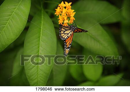 Close-up of a butterfly View Large Photo Image Stock Photograph - Close-up of a butterfly. Fotosearch