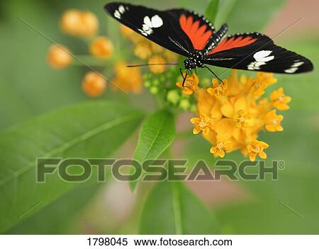 Stock Photography - Close-up of a butterfly. Fotosearch