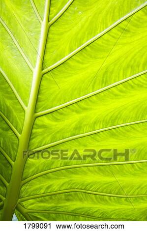 Stock Image - Close-up of a leaf. Fotosearch
