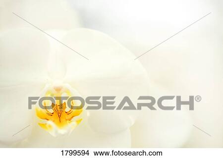 Close up of an orchid View Large Photo Image Picture - Close up of an orchid. Fotosearch
