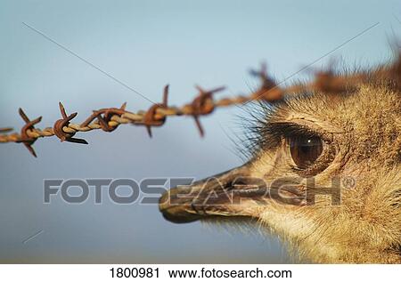 Stock Image - Close up of bird's face. Fotosearch