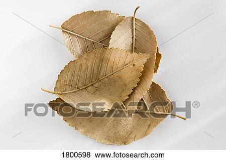 Close-up of dry leaves on white background View Large Photo Image Stock Photo - Close-up of dry leaves on white background . Fotosearch