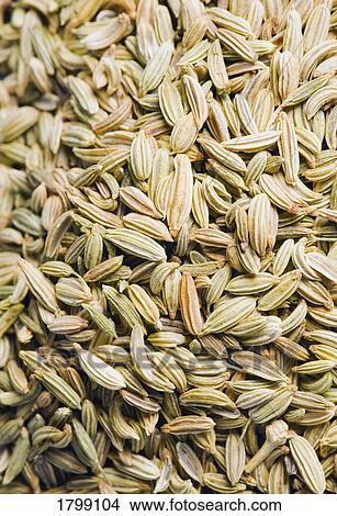 Picture - Close-up of Fennel seeds. Fotosearch