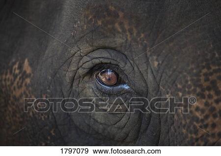 Stock Photo - Closeup of an animal's eye. Fotosearch