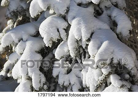 Picture - Closeup of fresh snow on branches. Fotosearch