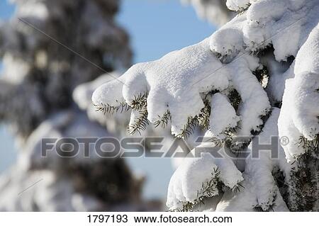 Closeup of fresh snow on branches View Large Photo Image Stock Image - Closeup of fresh snow on branches. Fotosearch