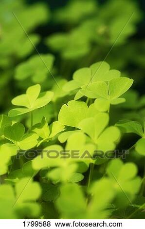 Stock Photo - Clover leaves. Fotosearch