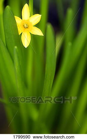 Stock Image - Daffodil. Fotosearch