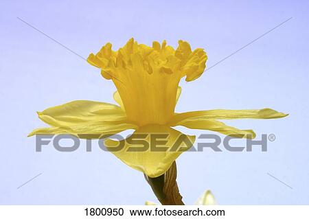 Daffodil View Large Photo Image Stock Image - Daffodil. Fotosearch