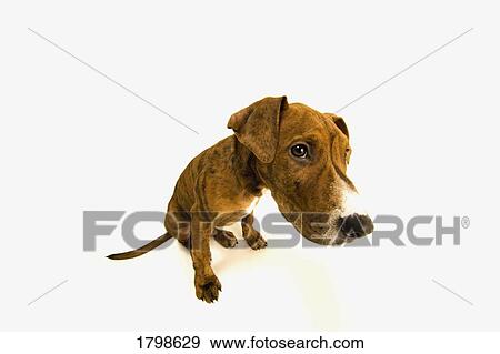 Stock Photo - Dog looking embarrassed. Fotosearch