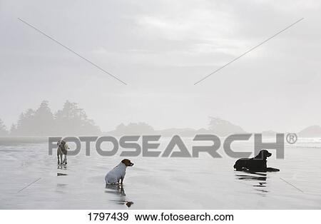 Stock Photo - Dogs enjoying tranquility on the shore. Fotosearch