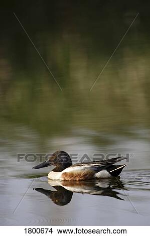 Picture - Duck on water. Fotosearch