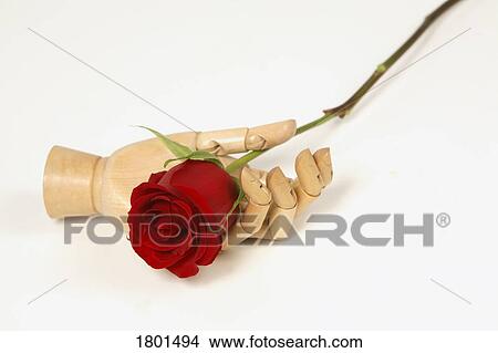 Picture - Dummy hand holding a red rose. Fotosearch