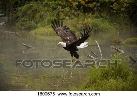 Eagle landing on water's edge View Large Photo Image Stock Photography - Eagle landing on water's edge. Fotosearch