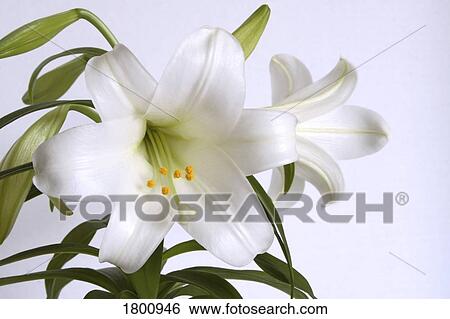 Stock Photograph - Easter lilies. Fotosearch
