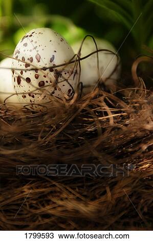 Stock Image - Eggs in a nest. Fotosearch