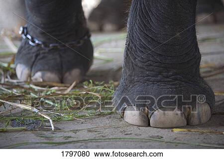 Elephant feet View Large Photo Image Stock Image - Elephant feet. Fotosearch