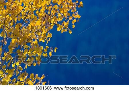 Stock Photograph - Fall aspen tree colors . Fotosearch