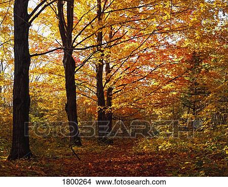 Fall colors View Large Photo Image Picture - Fall colors. Fotosearch