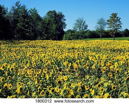 Field of sunflowers View Large Photo Image Stock Image - Field of sunflowers . Fotosearch