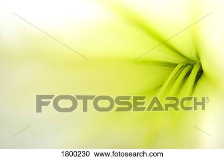 Floral image View Large Photo Image Stock Image - Floral image. Fotosearch