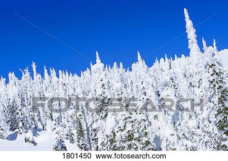 Stock Image - Forest covered in snow against blue sky. Fotosearch