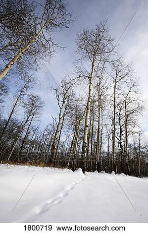 Stock Photo - Forest in the winter. Fotosearch