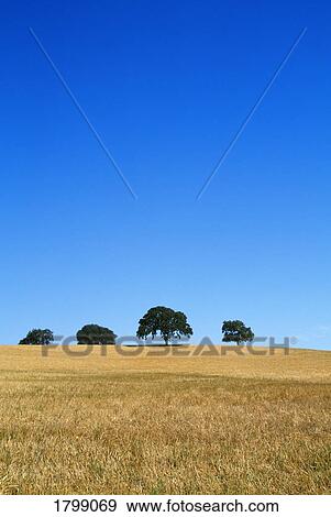 Four Oak trees in a field View Large Photo Image Stock Photo - Four Oak trees in a field. Fotosearch