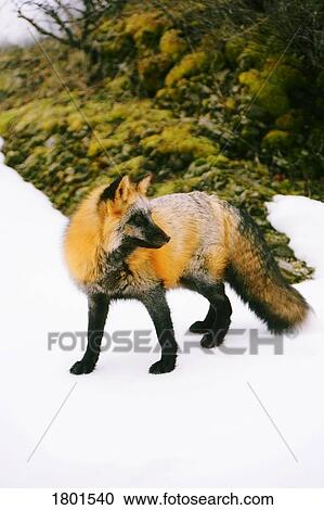 Fox on snow View Large Photo Image Stock Image - Fox on snow. Fotosearch