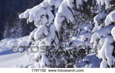 Fresh snow on branches View Large Photo Image Stock Image - Fresh snow on branches. Fotosearch