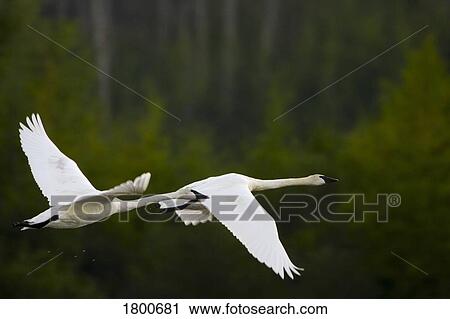 Stock Image - Geese in flight. Fotosearch