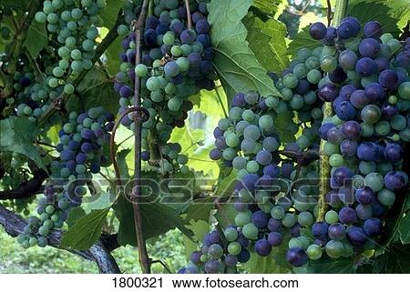 Stock Image - Grapes on the vine . Fotosearch